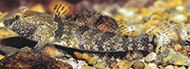 To FishBase images (<i>Proterorhinus semilunaris</i>, Germany, by Hartl, A.)