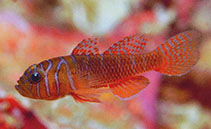 To FishBase images (<i>Priolepis semidoliata</i>, Indonesia, by Allen, G.R.)