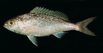To FishBase images (<i>Pristipomoides sieboldii</i>, Ryukyu Is., by Randall, J.E.)