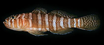 To FishBase images (<i>Priolepis squamogena</i>, Tahiti, by Randall, J.E.)