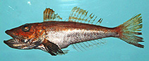 To FishBase images (<i>Prionotus stearnsi</i>, by NOAA\NMFS\Mississippi Laboratory)