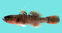 Image of Priolepis sticta (Dappled reefgoby)