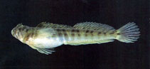 To FishBase images (<i>Praealticus striatus</i>, Chinese Taipei, by The Fish Database of Taiwan)