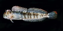 To FishBase images (<i>Praealticus tanegasimae</i>, Chinese Taipei, by Randall, J.E.)