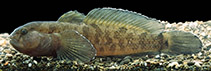 To FishBase images (<i>Proterorhinus tataricus</i>, by Freyhof, J.)
