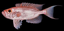 To FishBase images (<i>Priacanthus tayenus</i>, Philippines, by Randall, J.E.)