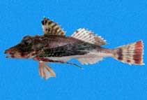 To FishBase images (<i>Prionotus teaguei</i>, Panama, by Robertson, R.)