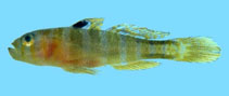 To FishBase images (<i>Priolepis triops</i>, by Winterbottom, R.)