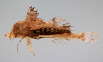 To FishBase images (<i>Prionotus tribulus</i>, by NOAA\NMFS\Mississippi Laboratory)