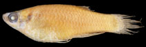 Image of Aapticheilichthys websteri 