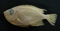 To FishBase images (<i>Priacanthus zaiserae</i>, by Fisheries Research Institute, Taiwan)