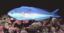 To FishBase images (<i>Pseudocoris aequalis</i>, by Walsh, F.)