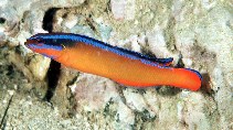 To FishBase images (<i>Pseudochromis aldabraensis</i>, Oman, by Randall, J.E.)