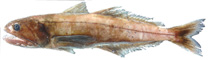 To FishBase images (<i>Pseudoscopelus altipinnis</i>, by Orlov, A.)