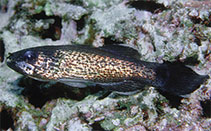 To FishBase images (<i>Pseudamia amblyuroptera</i>, Papua New Guinea, by Allen, G.R.)