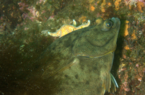 To FishBase images (<i>Pseudopleuronectes americanus</i>, by Lavan, J.)