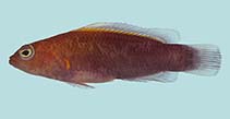 To FishBase images (<i>Pseudochromis andamanensis</i>, Thailand, by Winterbottom, R.)