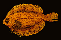 To FishBase images (<i>Pseudomancopsetta andriashevi</i>, Crozet Is., by Duhamel, G.)