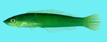 To FishBase images (<i>Pseudojuloides argyreogaster</i>, Comoros, by Winterbottom, R.)