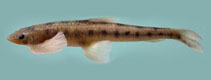 Image of Psilorhynchus arunachalensis 