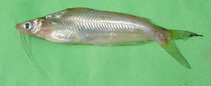 To FishBase images (<i>Pseudeutropius atherinoides</i>, Bangladesh, by Hossain, M.A.R.)