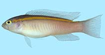 To FishBase images (<i>Pseudochromis aureolineatus</i>, Comoros, by Winterbottom, R.)