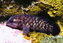 To FishBase images (<i>Pseudogramma axelrodi</i>, Clipperton I., by Robertson, R.)