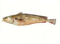 To FishBase images (<i>Pseudophycis bachus</i>, by SeaFIC)