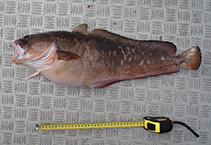 To FishBase images (<i>Pseudophycis barbata</i>, New Zealand, by Duffy, C.)