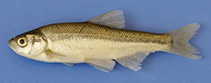 To FishBase images (<i>Pseudophoxinus battalgilae</i>, Turkey, by Güçlü, S.S.)