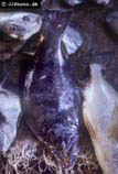 To FishBase images (<i>Psettodes belcheri</i>, by JJPhoto)