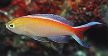 To FishBase images (<i>Pseudanthias bimarginatus</i>, Indonesia, by Steene, R.)