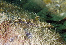 To FishBase images (<i>Psammogobius biocellatus</i>, Hong Kong, by Kathleen Ho@114°E Hong Kong Reef Fish Survey)