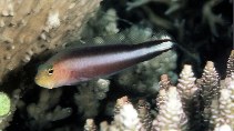 To FishBase images (<i>Pseudochromis bitaeniatus</i>, Australia, by Randall, J.E.)