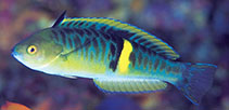 To FishBase images (<i>Pseudocoris bleekeri</i>, Japan, by Kato, S.)