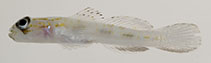 To FishBase images (<i>Psilotris boehlkei</i>, by Williams, J.T.)