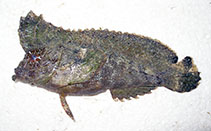 To FishBase images (<i>Pseudopataecus carnatobarbatus</i>, Australia, by Morrison, S.)