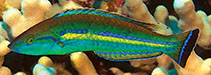 To FishBase images (<i>Pseudojuloides cerasinus</i>, Hawaii, by Pardau, B.)