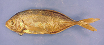 To FishBase images (<i>Caranx chilensis</i>, Juan Fernández, by MNHN)