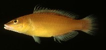 To FishBase images (<i>Pseudocheilinus citrinus</i>, Pitcairn, by Randall, J.E.)