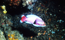 To FishBase images (<i>Pseudanthias connelli</i>, South Africa, by Connell, A.D.)