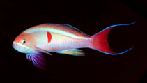 To FishBase images (<i>Pseudanthias cooperi</i>, South Africa, by Polack, D.)