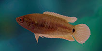 To FishBase images (<i>Pseudosphromenus cupanus</i>, Sri Lanka, by Ramani Shirantha)