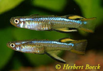 To FishBase images (<i>Pseudomugil cyanodorsalis</i>, by Boeck, H.)