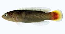 Image of Pseudochromis cyanotaenia (Surge dottyback)