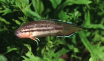 To FishBase images (<i>Pseudosphromenus dayi</i>, by Hippocampus-Bildarchiv)