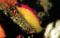 To FishBase images (<i>Pseudochromis diadema</i>, Philippines, by Randall, J.E.)