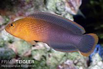 To FishBase images (<i>Pseudochromis dilectus</i>, by Hippocampus-Bildarchiv)