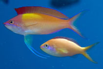 To FishBase images (<i>Pseudanthias dispar</i>, Indonesia, by Malaer, P.)