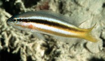 To FishBase images (<i>Pseudochromis dixurus</i>, Sudan, by Randall, J.E.)